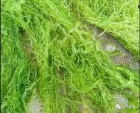 户外石材如何快速长青苔？