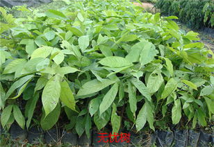 南方湿润地区的绿色宝藏