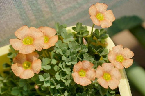 秋季种植花卉的特点