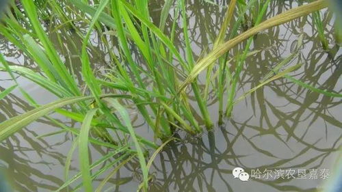 水稻叶片发黄因氮磷钾失衡，需科学施肥