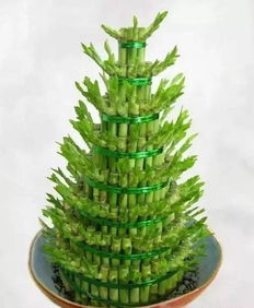 富贵竹：寓意美好， 水培盆栽两相宜