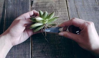 第四步：土壤过渡， 打破“水转土必死”的魔咒