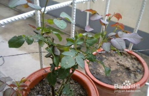 月季的基础养护