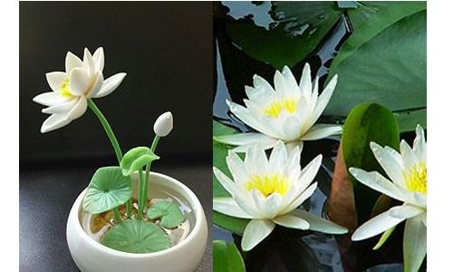 水位要适当，养分要跟上！