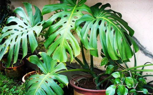 花卉金钻：绿色中的金光闪闪