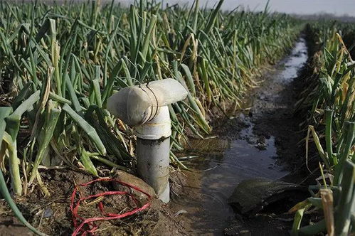 防治时间，得kan情况