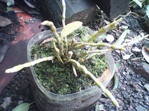 石斛里怎么会有虫子？