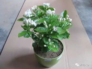 菊花：秋天里的色彩盛宴