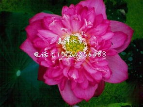 荷花的生长环境，得讲究！