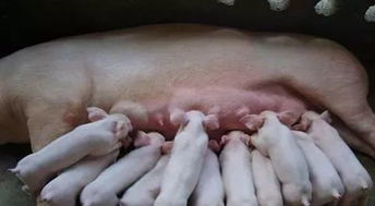 母猪流产原因揭秘：了解妊娠期疾病风险