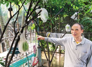 什么水果可依长在树上？揭秘三种常见误解！