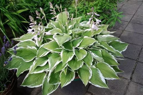 树荫花园种菜，选对品种是关键