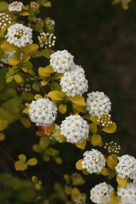 金山绣线菊种植问答， 带你走进奇妙的花卉世界