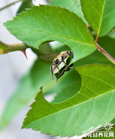 月季的“痛”：切叶蜂的侵害