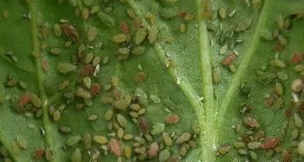 菊酯与吡虫啉：农药界的“双剑合璧”