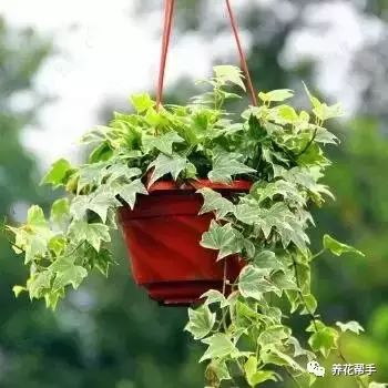 室内绿植的挑选与养护