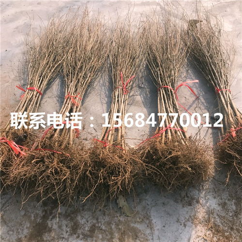 乙草胺：那啥？啥是乙草胺？