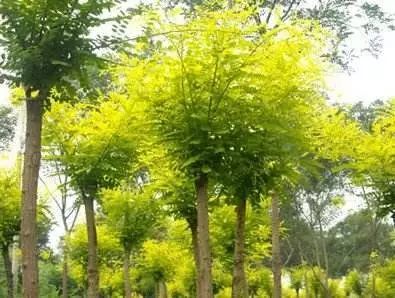 金叶槐， 金色系树种