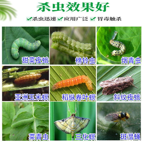 阿维菌素：稻田里的“守护神”