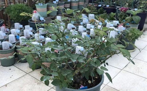 月季冬剪，真的只在冬天剪吗？