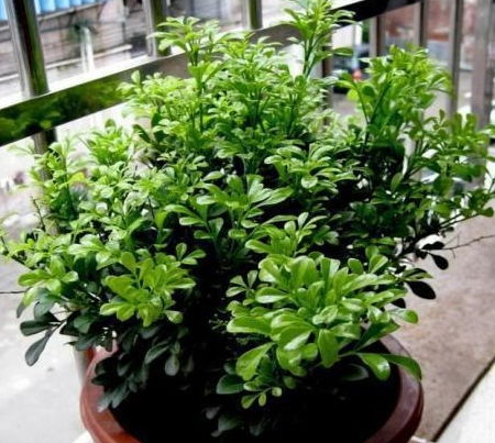 米兰花养护技巧中，如何根据不同季节调整浇水频率