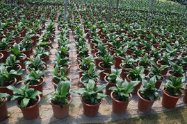 净化空气的“绿巨人”