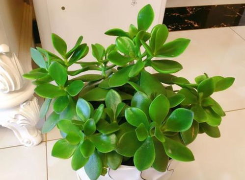 小贴士：如何正确使用多菌灵