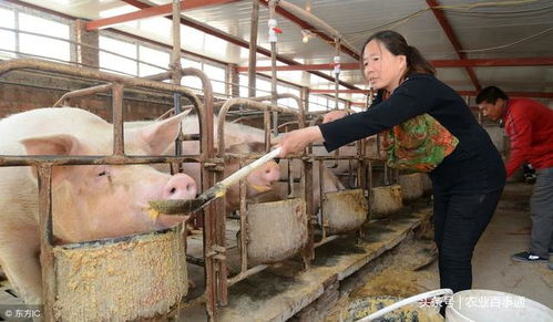 秋季养殖风险巧规避，稳产增收有妙招
