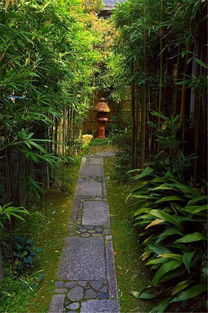 庭院种植竹子，应该选择哪个方位才能充分利用阳光和通风