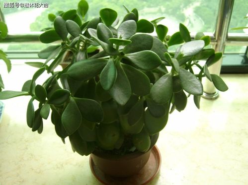 一、悲催的玉树，为何如此弯折？