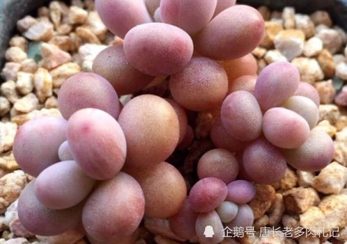 多肉叶插时能否使用爆芽素和生长激素