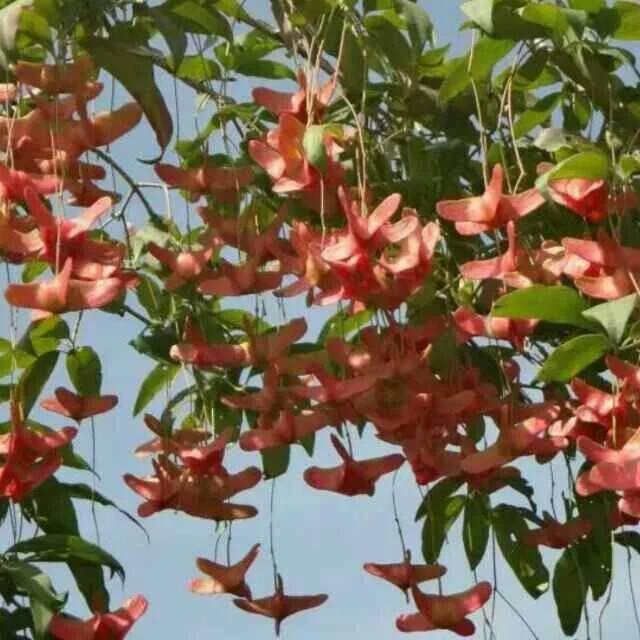 金丝吊蝴蝶能嫁接在什么树上？