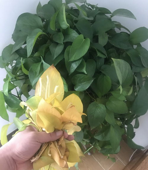 绿箩萎蔫急救法