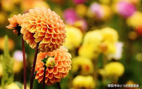 双菊香里藏秋意，这花名背后有何秘密