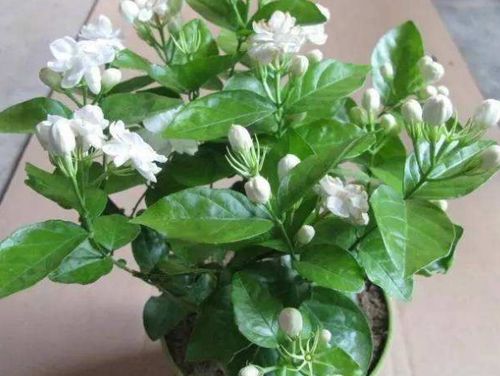 非洲茉莉冬天怎么修剪？如何让枝繁叶茂