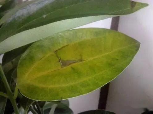 莲花竹叶片发黄是什么原因导致的，如何有效防治莲花竹黄叶现象