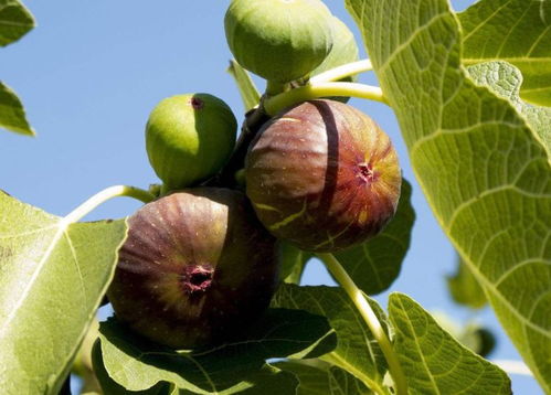 那这锈病有啥影响呢？