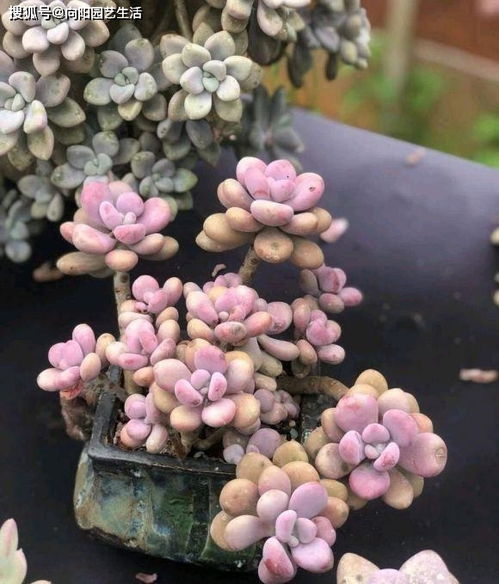多肉剪枝速成活，直接栽种简单易！