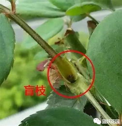 月季根芽，开花的秘密