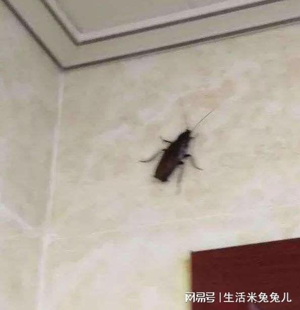 南方杀虫剂对蟑螂有效吗？南方的蟑螂还会飞来飞去吗？