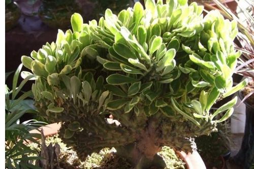花卉玉麒麟，如何从玉小苗蜕变为珍品