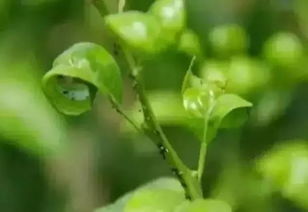“翠叶牡丹新芽皱缩，待春风拂面展露芳华