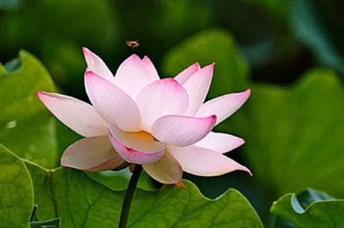 水莲籽发芽，如何巧妙拆分