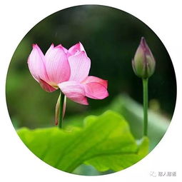 荷花在传统文化中象征着什么其美学价值体现在哪些方面