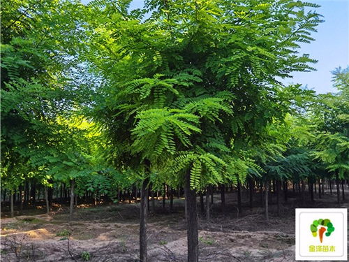 刺槐树苗价格， 规格不同，价格自然有差异