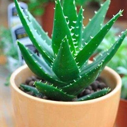 生命力顽强的植物