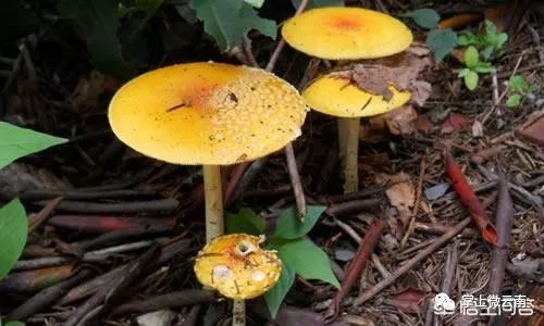 家庭室内种植蘑菇需要注意哪些步骤和条件