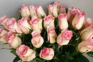 探寻花瓣最多玫瑰品种