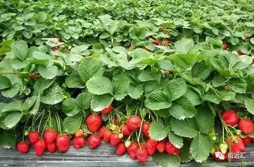 传统引种的致命误区