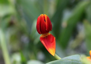 tulip双：花中皇后